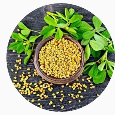 Fenugreek
